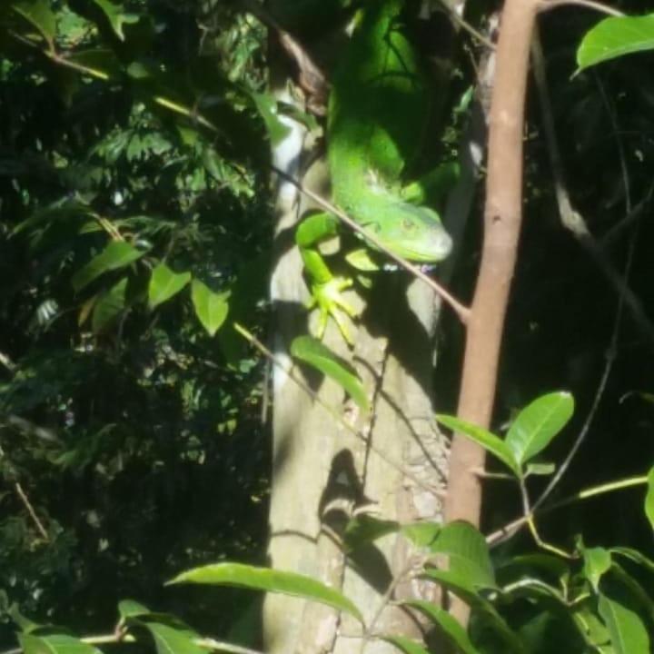 אל סאינו Eco Hostal Monolandia מראה חיצוני תמונה